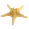 Sea star photo, icon for Sea Cheryl Designs